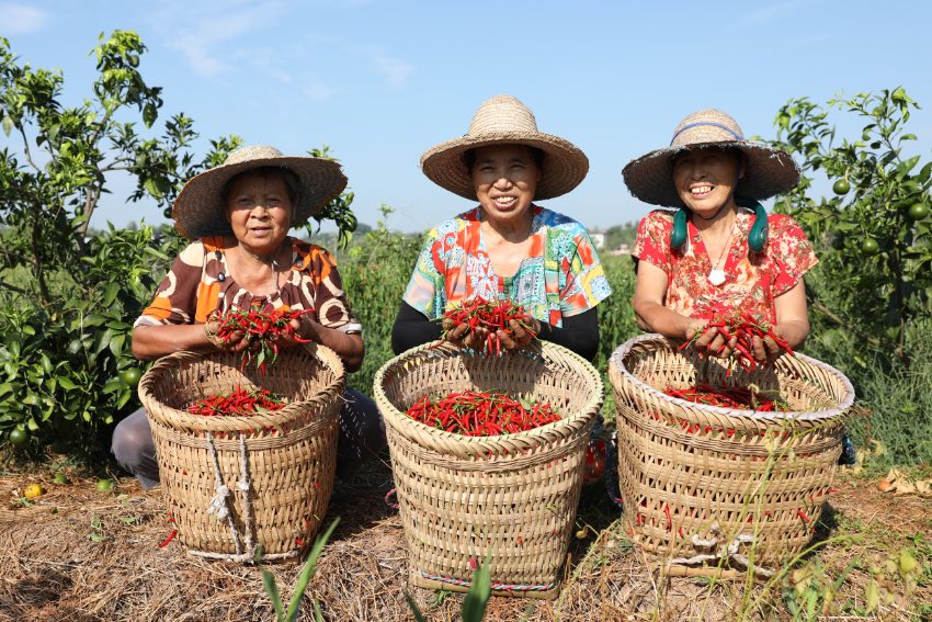 武勝縣龍女鎮幸福村，村民搶抓農時采收辣椒。夏俊林攝