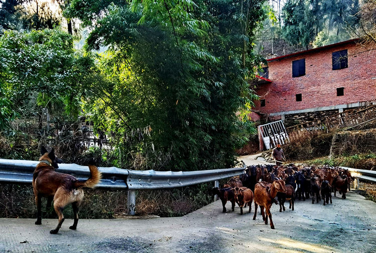牧羊的馬犬“奔馳”。張敏攝
