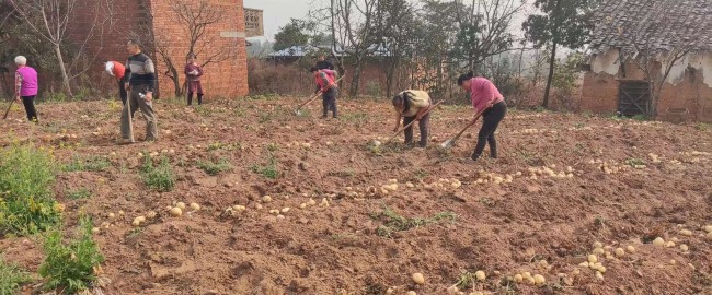 馬鈴薯收獲現場。蔣兵供圖