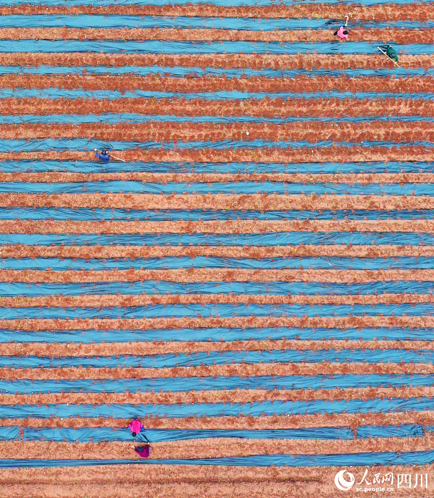 村民正在地里勞作。周亮攝