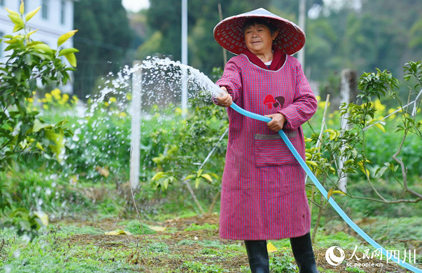村民正在澆水。周亮攝