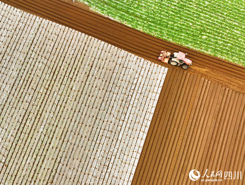 錦屏鎮中壩社區蔬菜種植基地村民忙著翻耕土地。劉永紅攝