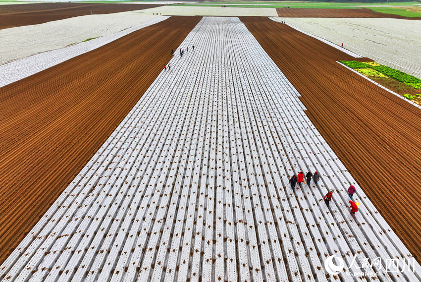 錦屏鎮中壩社區蔬菜種植基地村民忙著種植蘿卜。劉永紅攝 