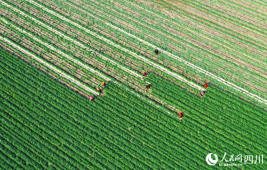 錦屏鎮中壩社區蔬菜種植基地里，村民們忙著采收蘿卜。周亮攝 