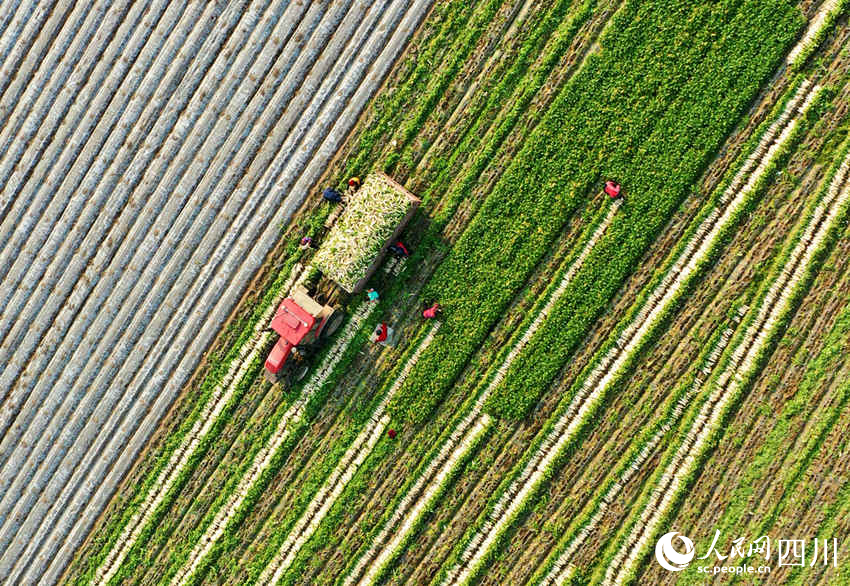 錦屏鎮中壩社區蔬菜種植基地蘿卜采收忙。周亮攝