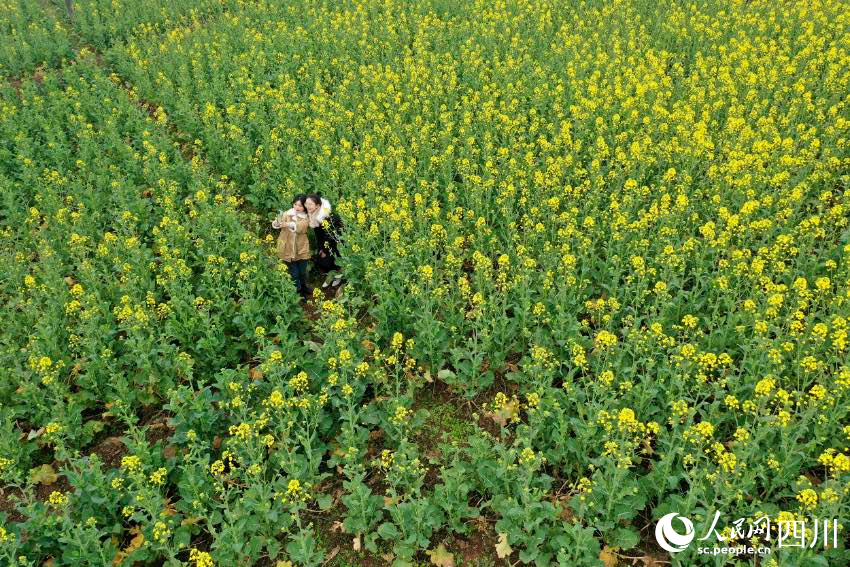 市民踏青賞、休閑游玩。 張啟富攝