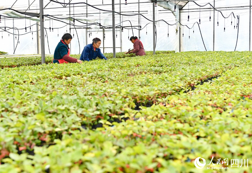 廣安市廣安區大龍鎮智能育苗基地，當地農民在管理蔬菜苗。張啟富攝