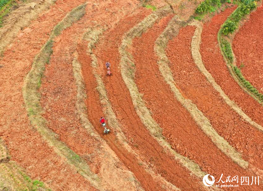 廣安市鄰水縣城北鎮子母石村，農民在翻土備耕。張啟富攝