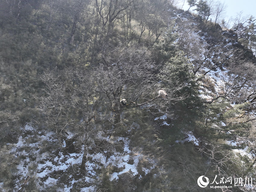 正在樹上的兩只成年大熊貓。胡明中攝