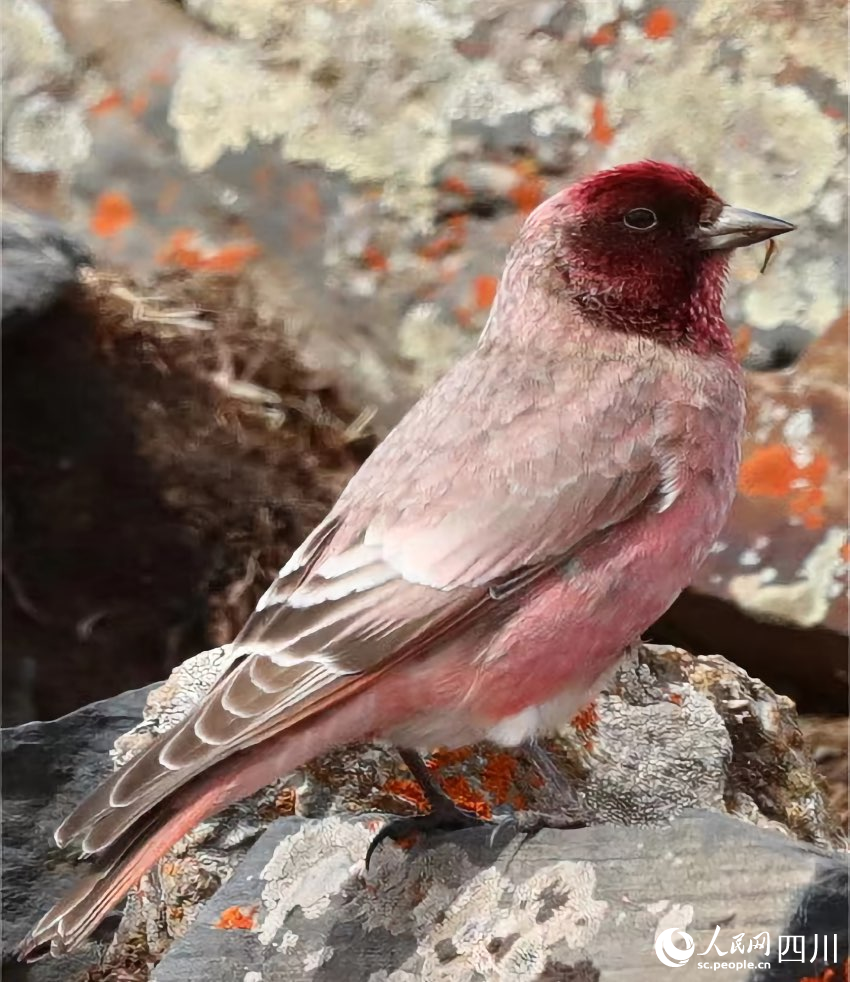 國家二級重點保護野生動物——藏雀。貢布扎西攝