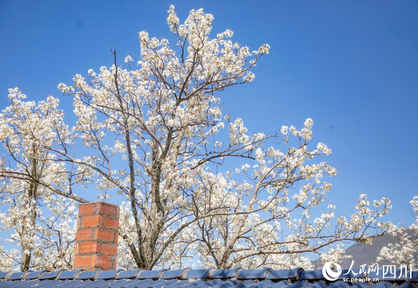 梨花競相開放。文雅攝