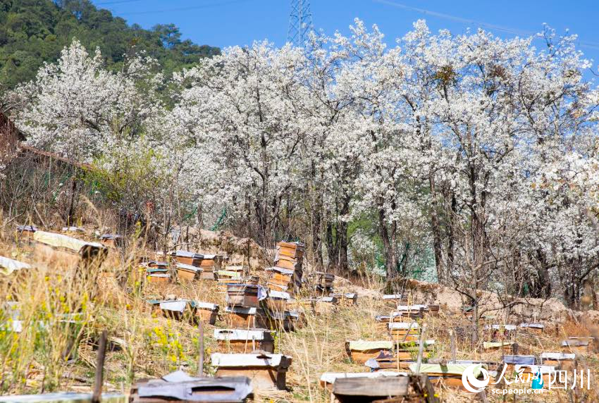 梨花競相開放。文雅攝