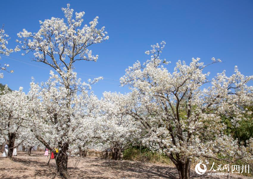 梨花競相開放。文雅攝