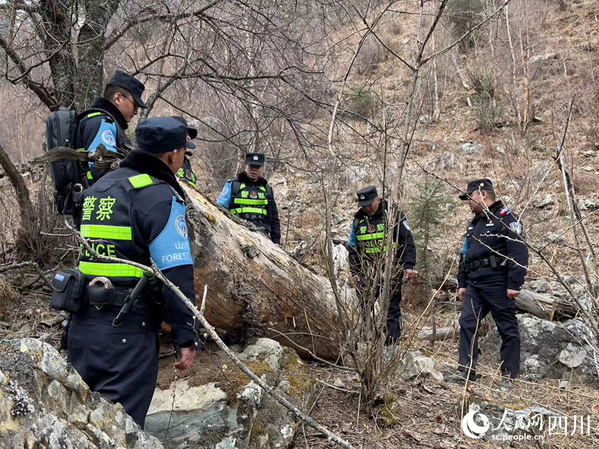 巡邏中發現被砍樹木。侯杰攝