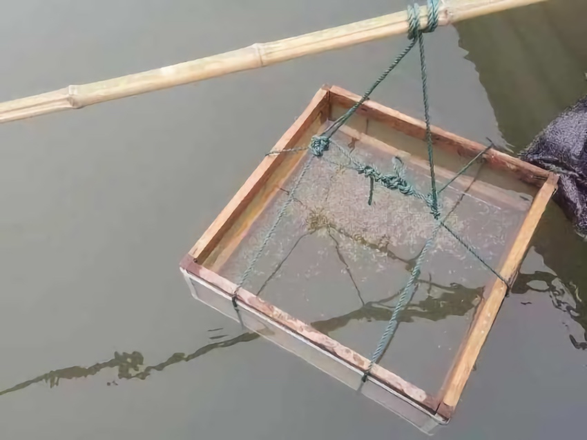 長江鱘魚卵被保護起來進一步觀察。宜賓廣播電視臺供圖