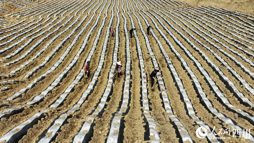 田間地頭一派忙碌景象。羅盼攝