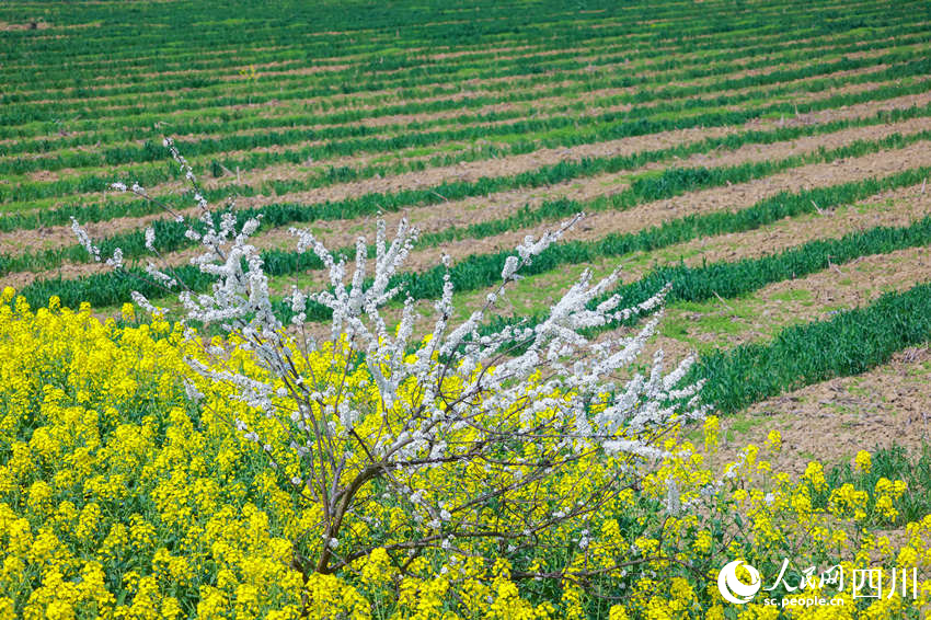 春回大地。李驍攝