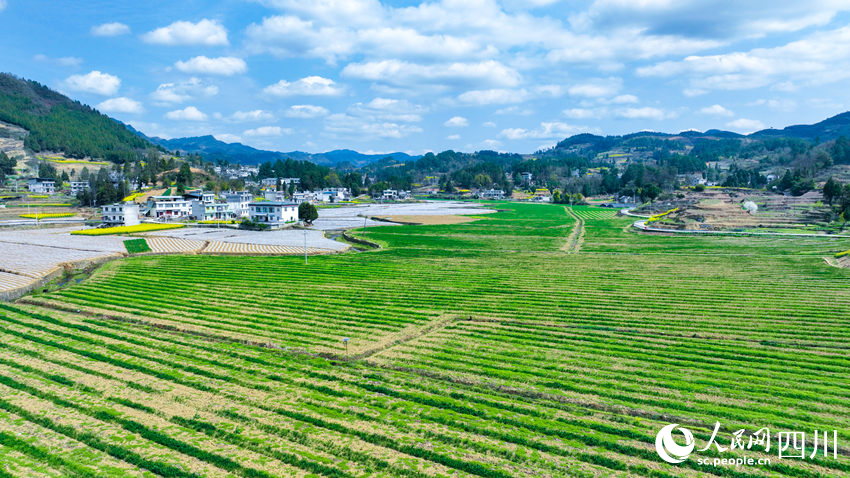 大地作畫春意濃。李驍攝