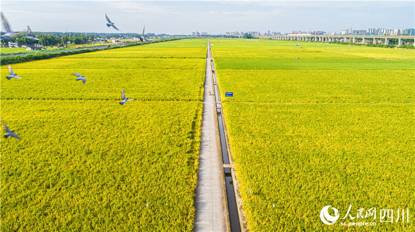 動靜相宜入眼來。楊槐攝