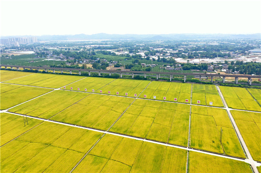 黃金風景喜心懷。眉山市新聞中心供圖