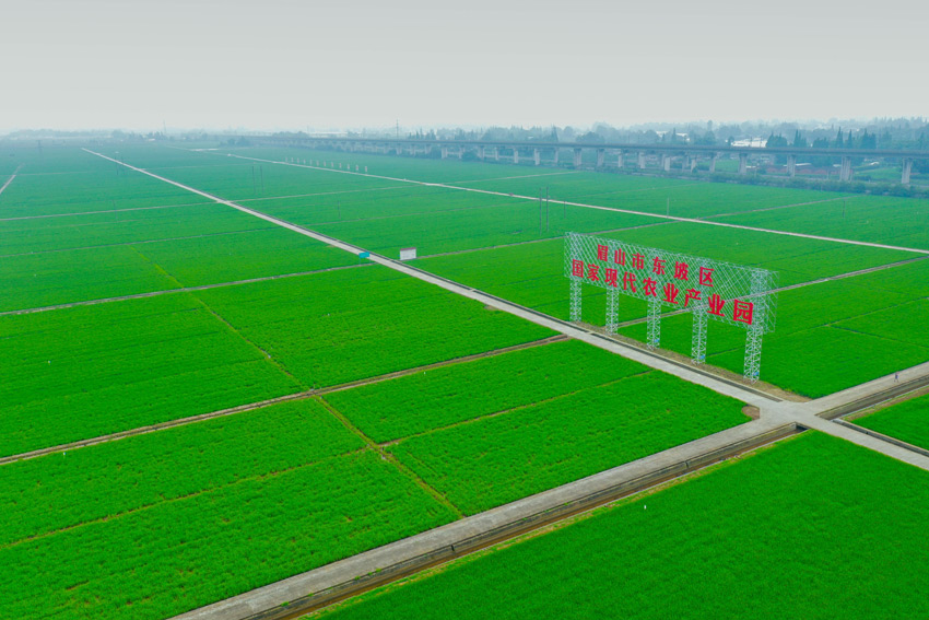 天府糧倉高標準。眉山市新聞中心供圖