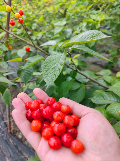 成都雙流區黃水鎮文武社區的櫻桃掛滿枝頭。文武社區供圖
