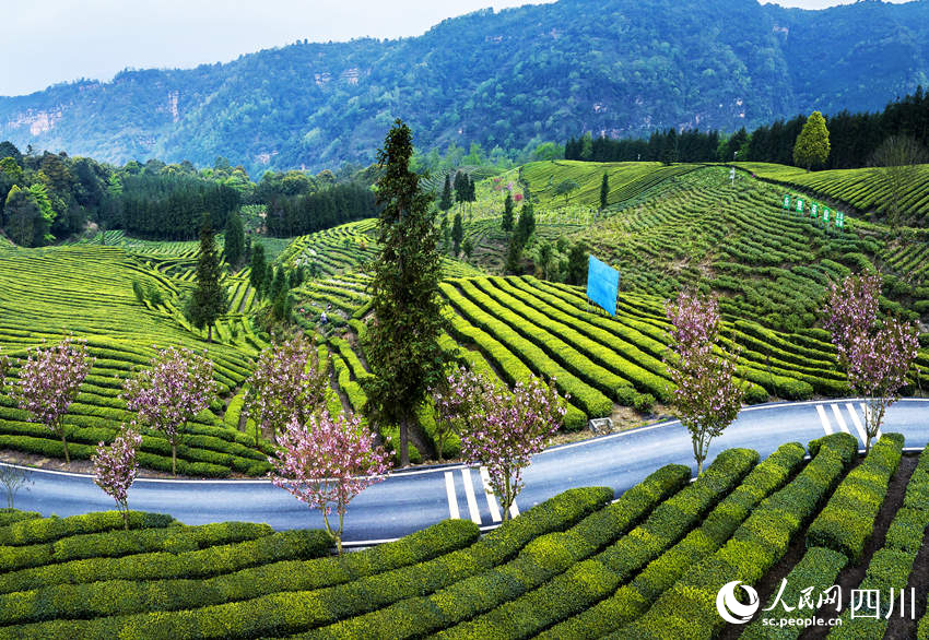 “中國彝茶之鄉”春景如畫。何為攝