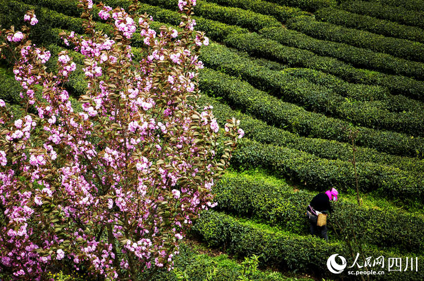 茶山春景圖。何為攝