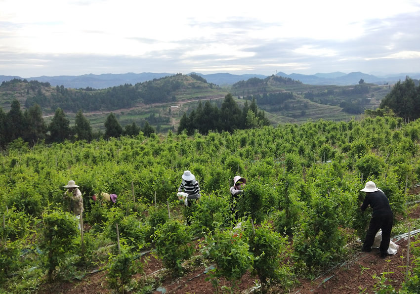 好醫生集團儀隴基地內村民們正在勞作。謝芳福供圖
