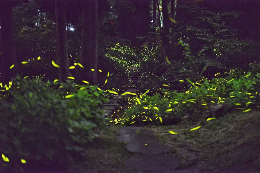 漫天飛舞的螢火蟲，如同星空落入凡間。邛崍市委宣傳部供圖