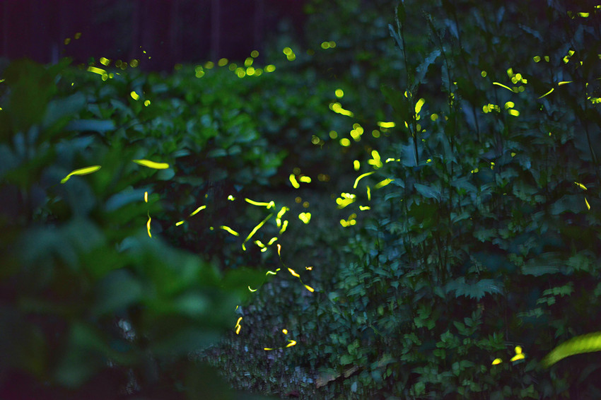 漫天飛舞的螢火蟲，如同星空落入凡間。邛崍市委宣傳部供圖