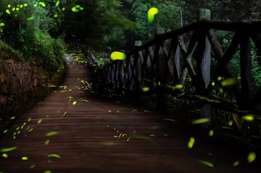 漫天飛舞的螢火蟲，如同星空落入凡間。邛崍市委宣傳部供圖