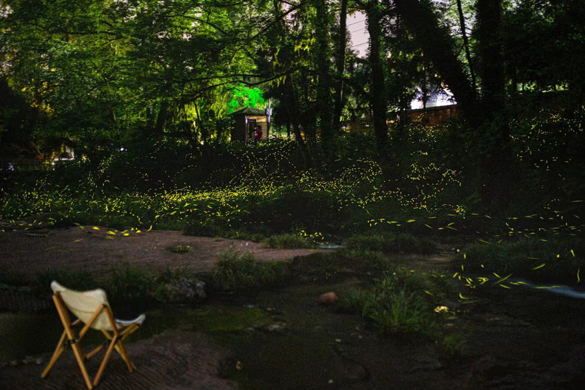 漫天飛舞的螢火蟲，如同星空落入凡間。邛崍市委宣傳部供圖