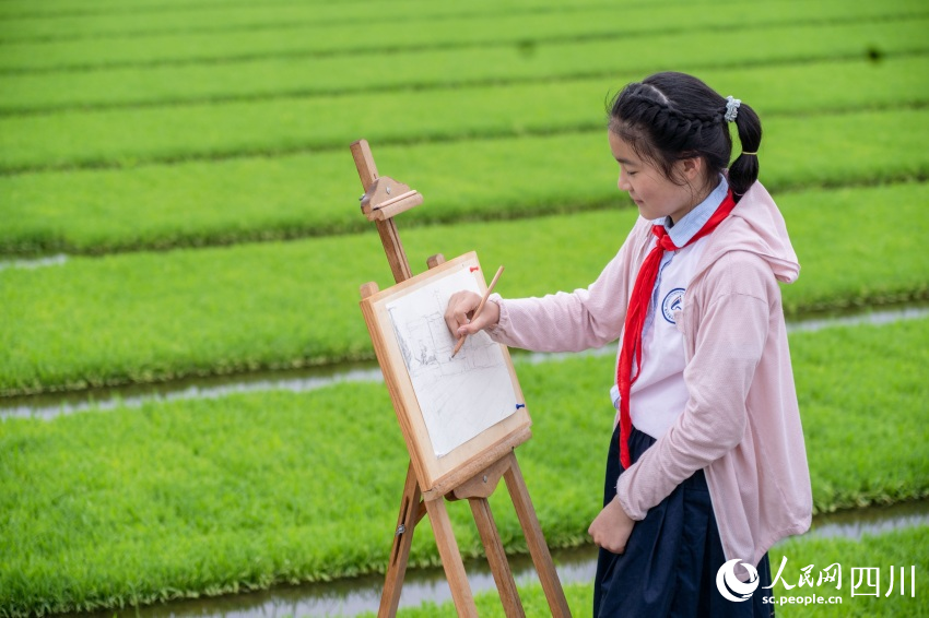 在老師指導下，學生們在秧田中寫生。翁光建攝