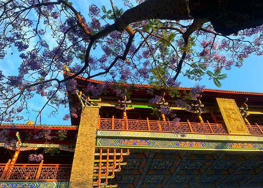 建昌路上的藍花楹。西昌市委宣傳部供圖