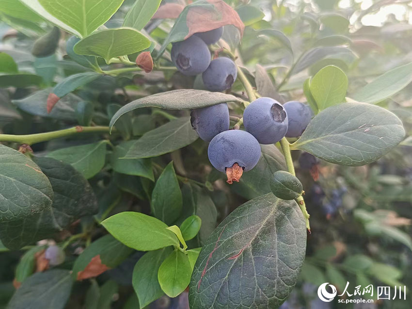 深藍色的藍莓果實綴滿枝頭。吳舒婷攝