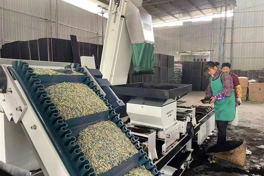 全自動育秧機正在作業。眉山市東坡區委宣傳部供圖