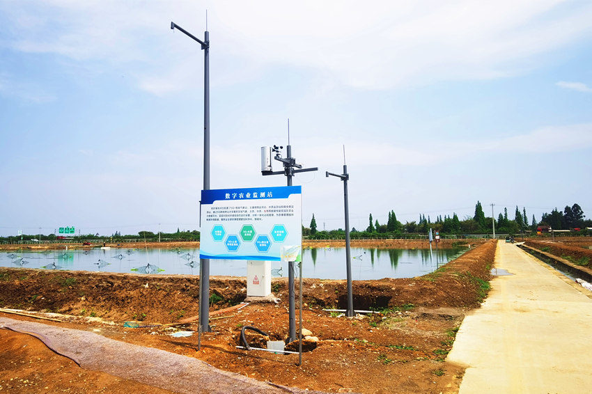 設置在農田間的數字農業監測站。眉山市東坡區委宣傳部供圖
