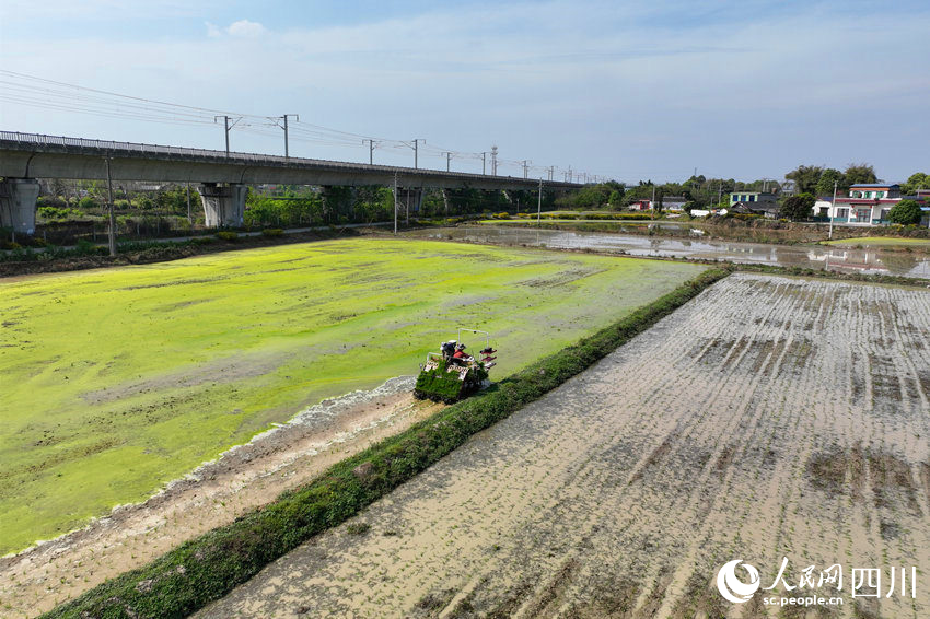 程偉承包的稻田里，農機手正在進行機械插秧。人民網 趙祖樂攝