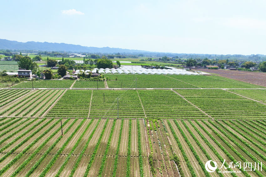 玉米田間套種的大豆已經出苗，長勢喜人。人民網 趙祖樂攝