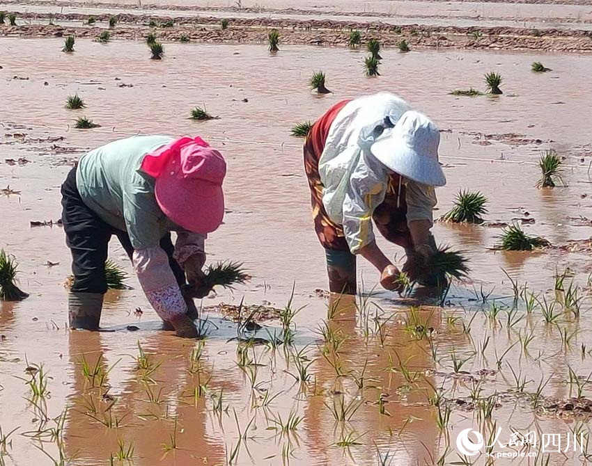 春耕進行時。吳舒婷攝