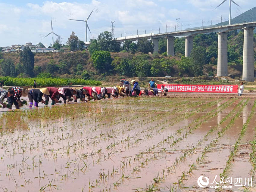 春耕現場。吳舒婷攝