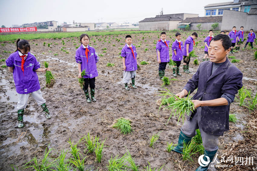 “五一”臨近，眉山市彭山區“秧田課堂”讓學生體驗勞動美。翁光建攝