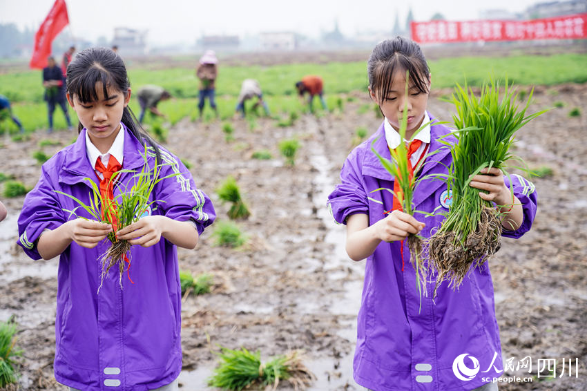 “五一”臨近，眉山市彭山區“秧田課堂”讓學生體驗勞動美。翁光建攝