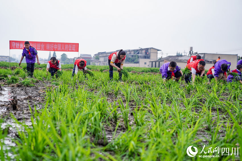 “五一”臨近，眉山市彭山區“秧田課堂”讓學生體驗勞動美。翁光建攝
