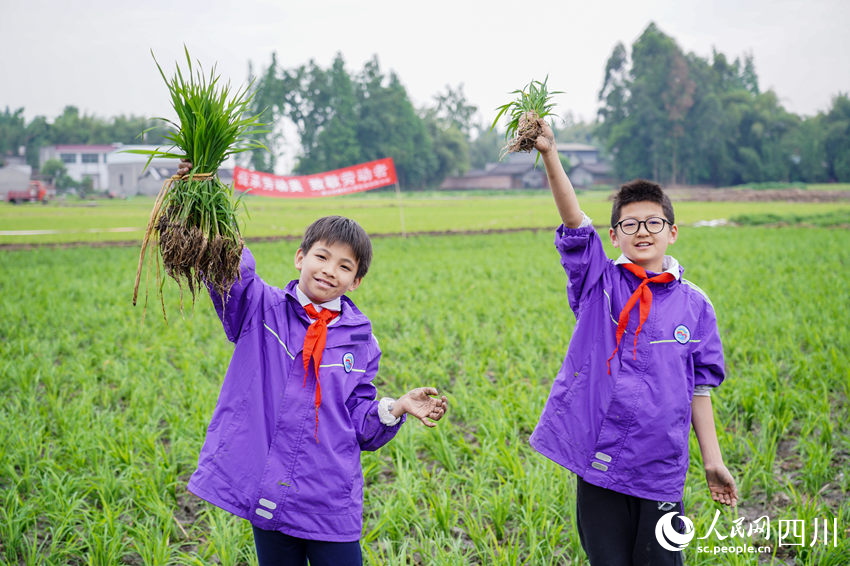 “五一”臨近，眉山市彭山區“秧田課堂”讓學生體驗勞動美。翁光建攝