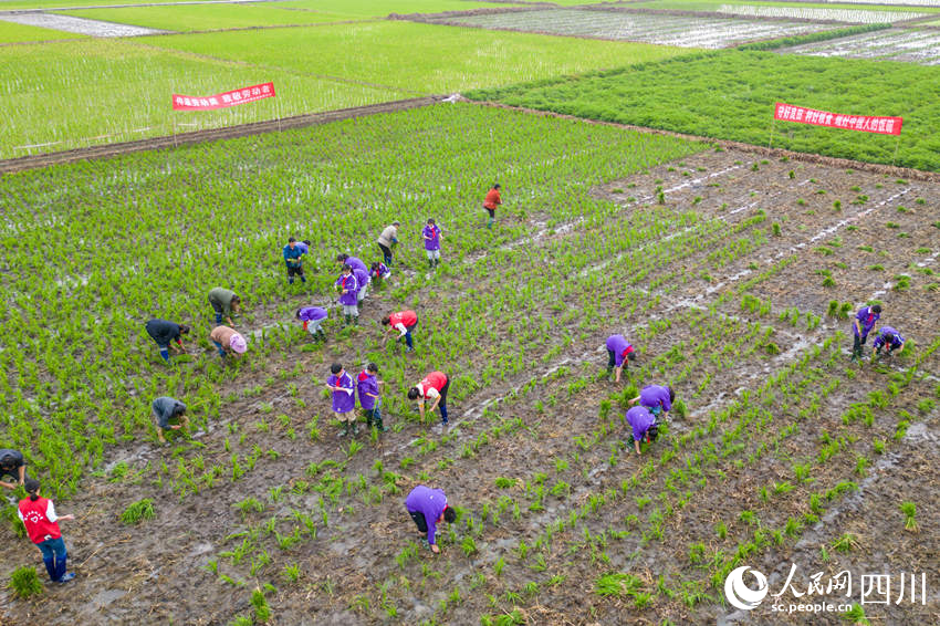 “五一”臨近，眉山市彭山區“秧田課堂”讓學生體驗勞動美。翁光建攝