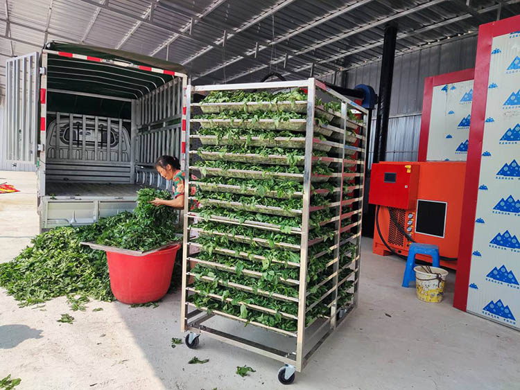 等待加工的薄荷。敘州區融媒體中心供圖