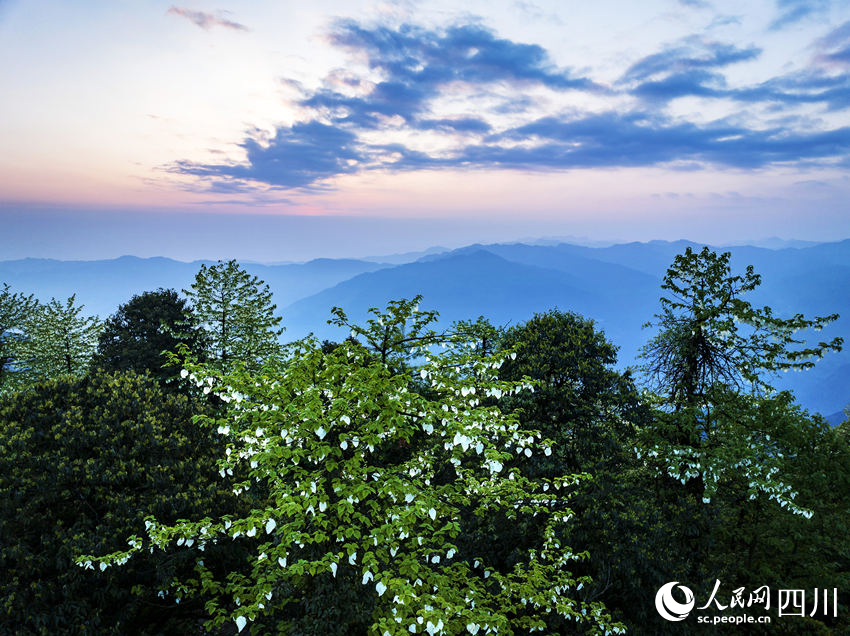 “綠色大熊貓”迎最佳觀賞期。何為攝