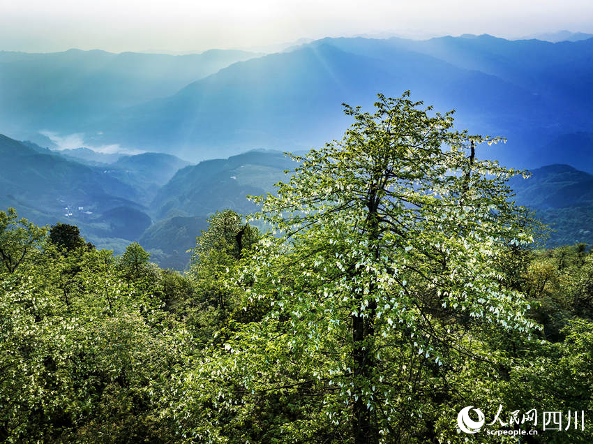 “綠色大熊貓”迎最佳觀賞期。何為攝